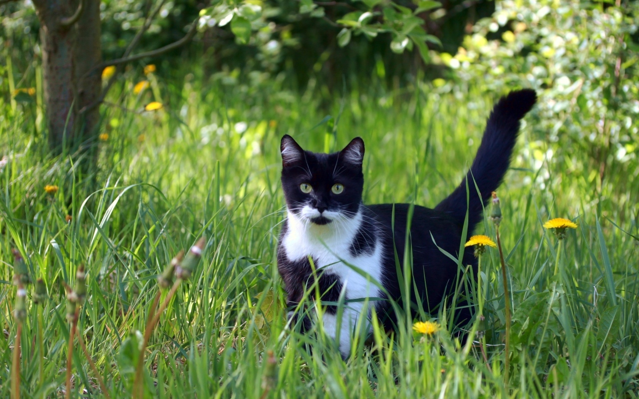 Черно-белый кот в зеленой траве
