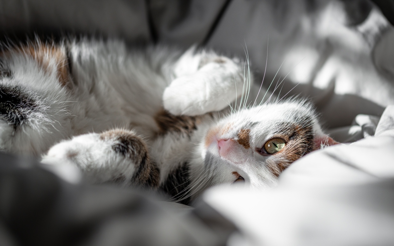 Домашний кот нежится в постели