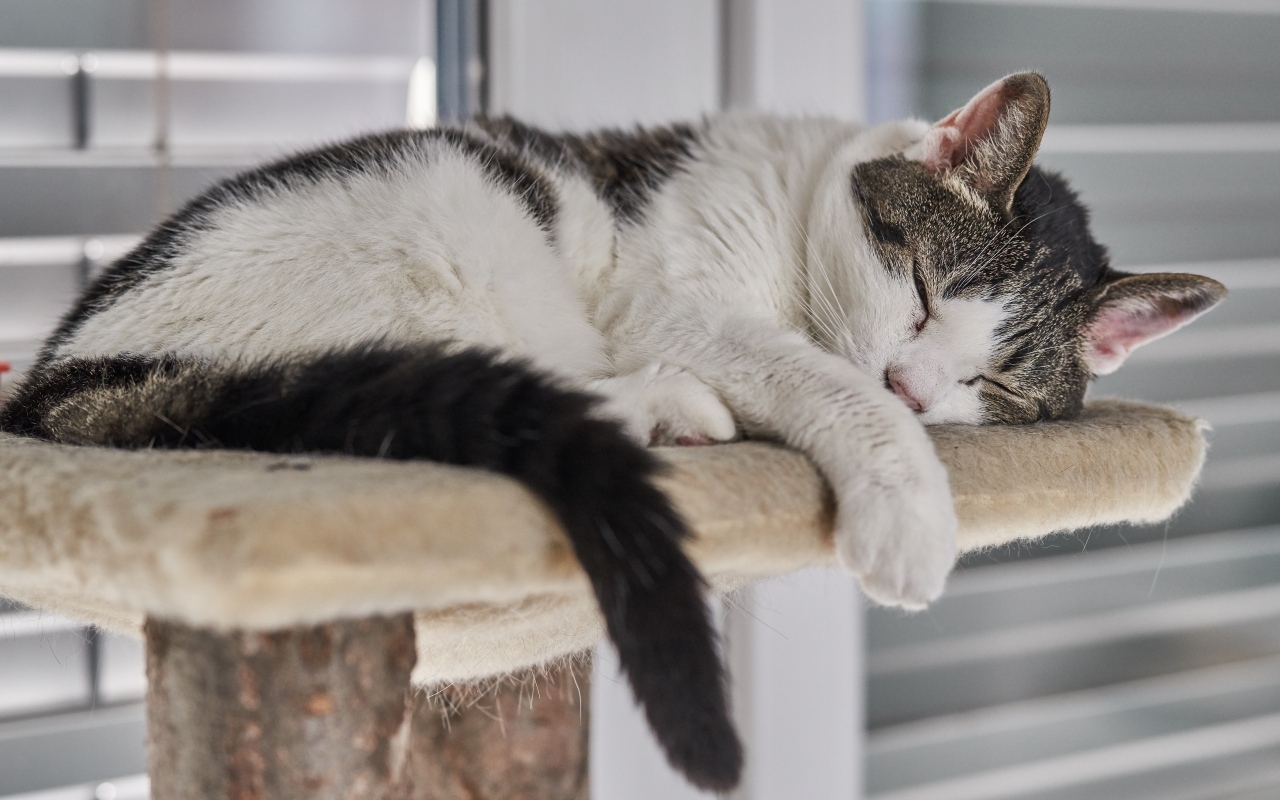 Домашний кот спит на лежанке