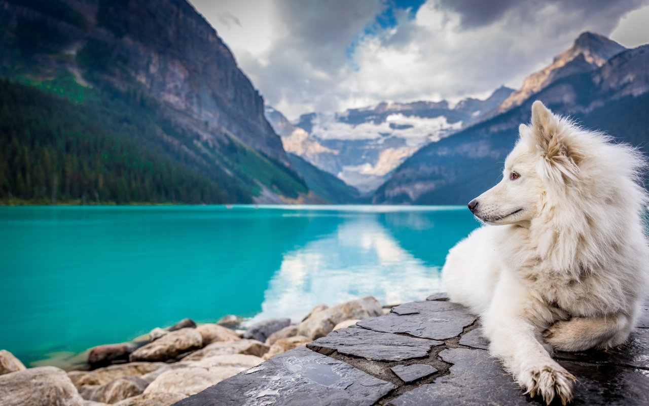Белый пес лежит на берегу голубого горного озера