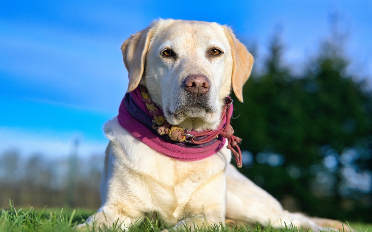 Красивый золотистый ретривер лежит на траве