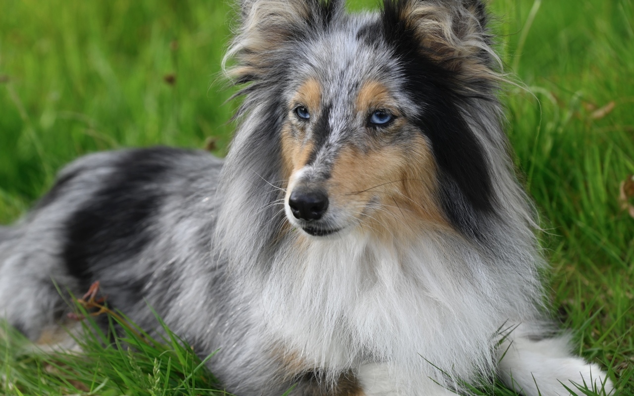 Голубоглазая шотландская овчарка лежит на траве