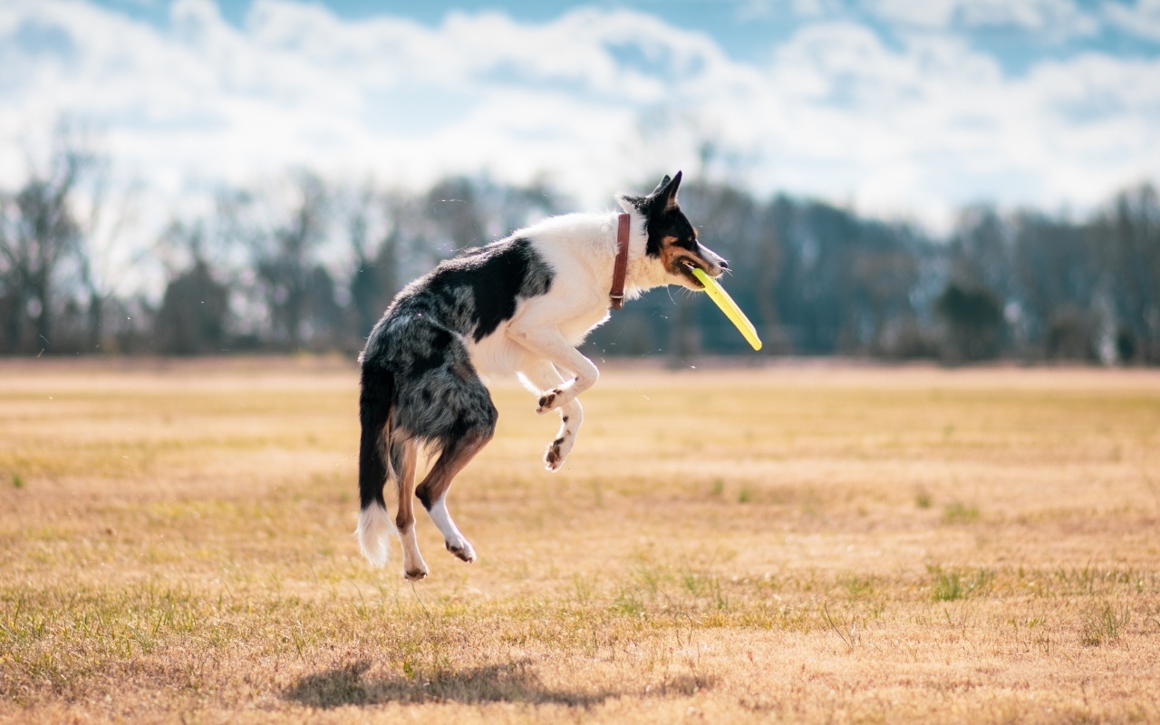 Собака породы бордер колли ловит тарелку