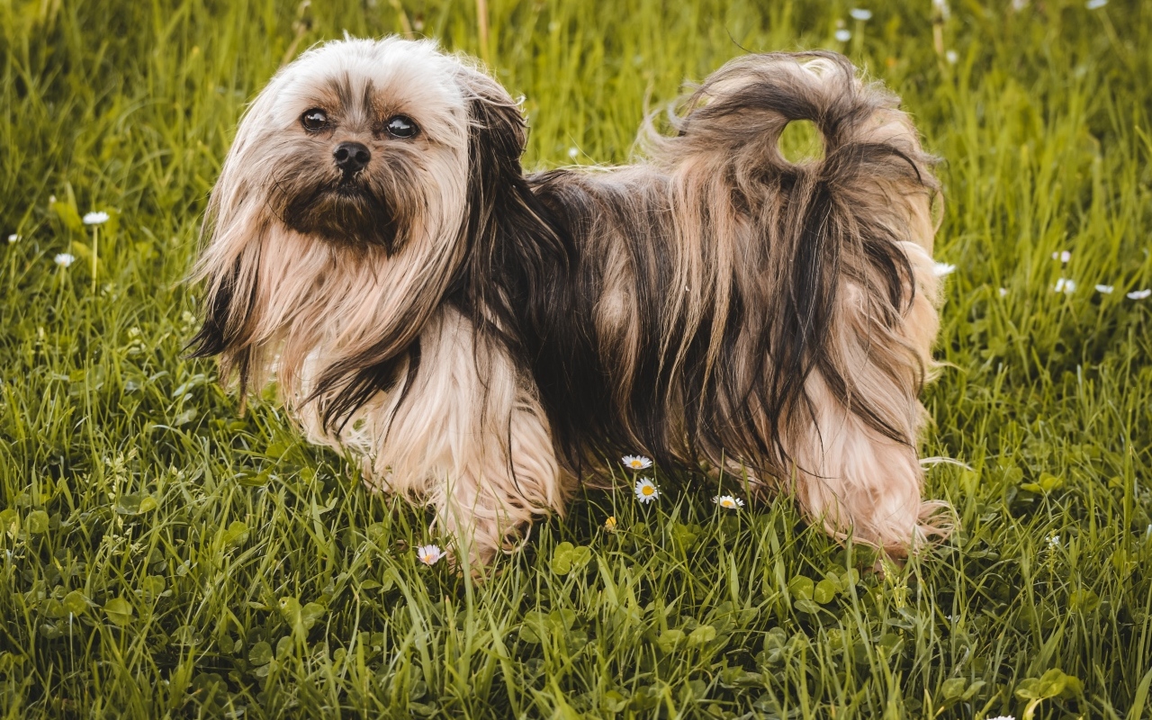 Пушистая русская  цветная болонка стоит на зеленой траве