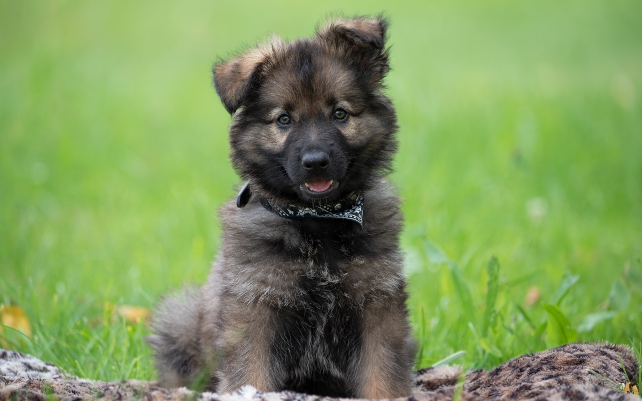 Маленький щенок немецкой овчарки сидит на траве