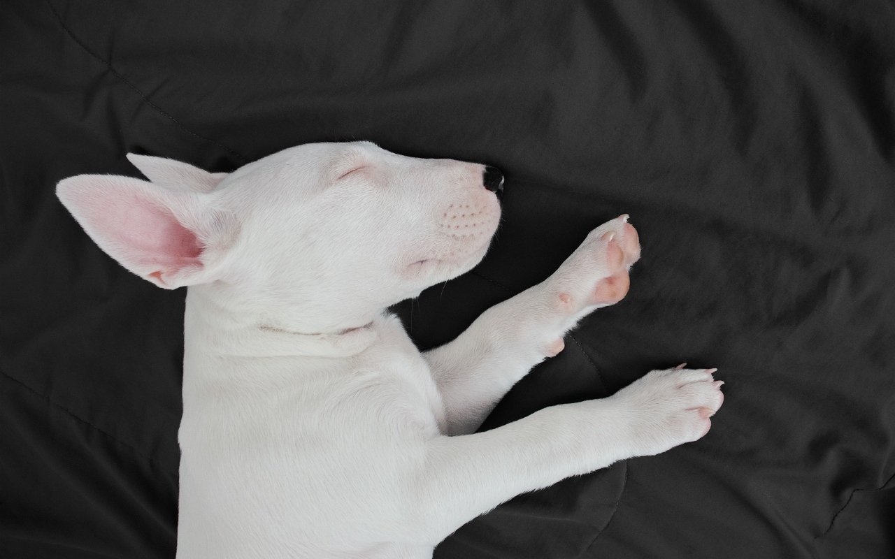 Маленький бультерьер спит на кровати