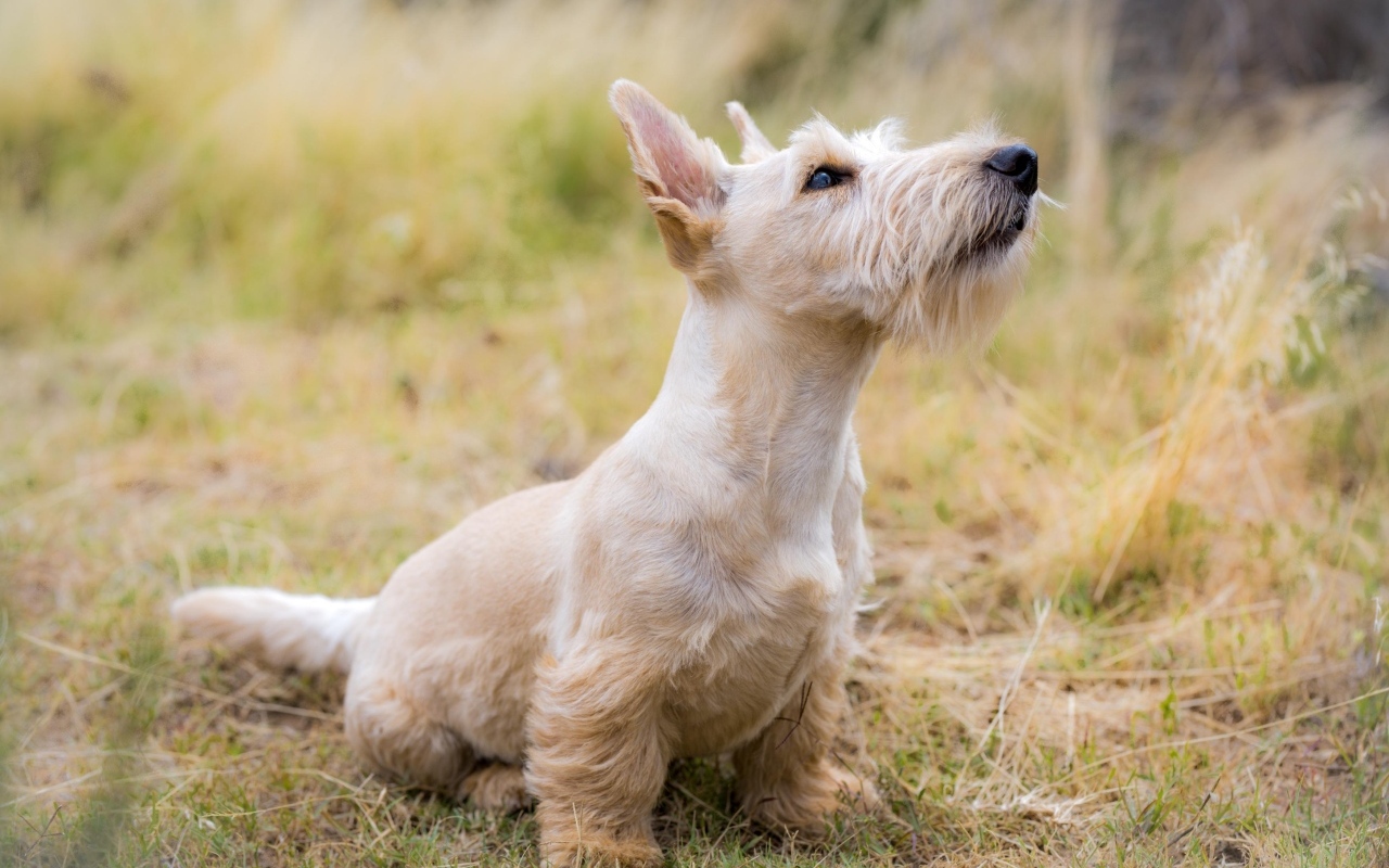 Маленький шнауцер сидит на траве 