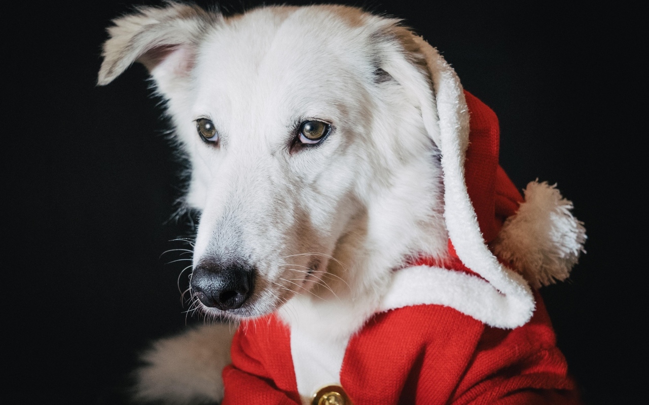 Грустная белая собака в красном костюме