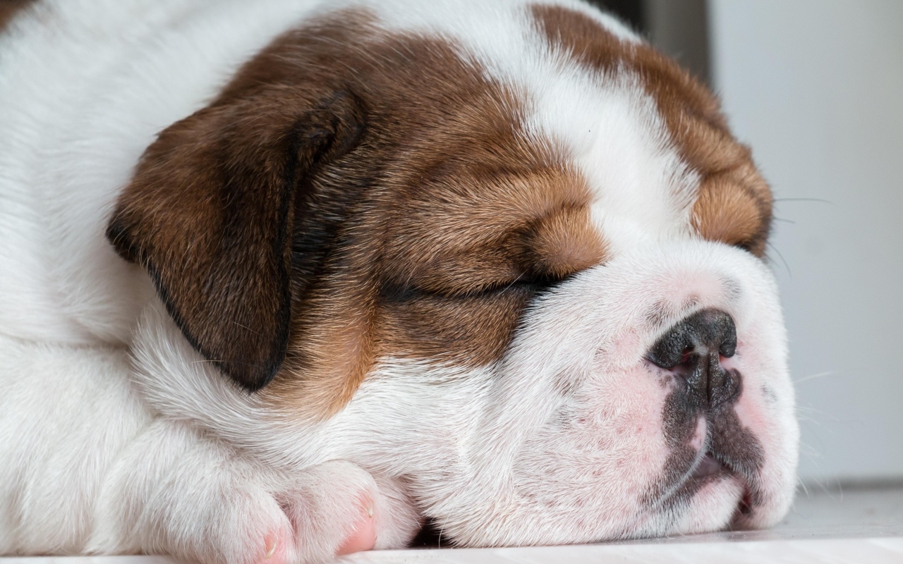 Спящий щенок английского бульдога