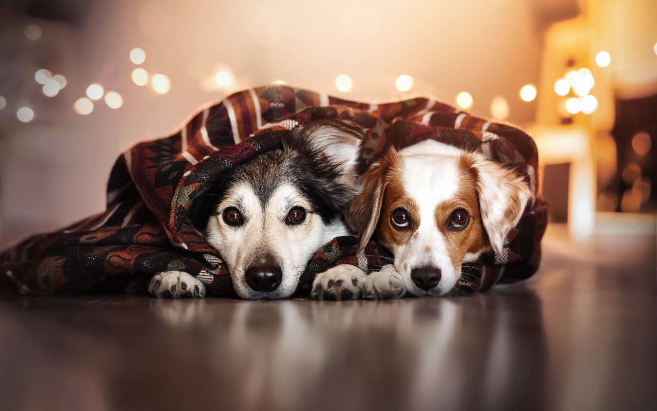 Два породистых пса лежат под одеялом