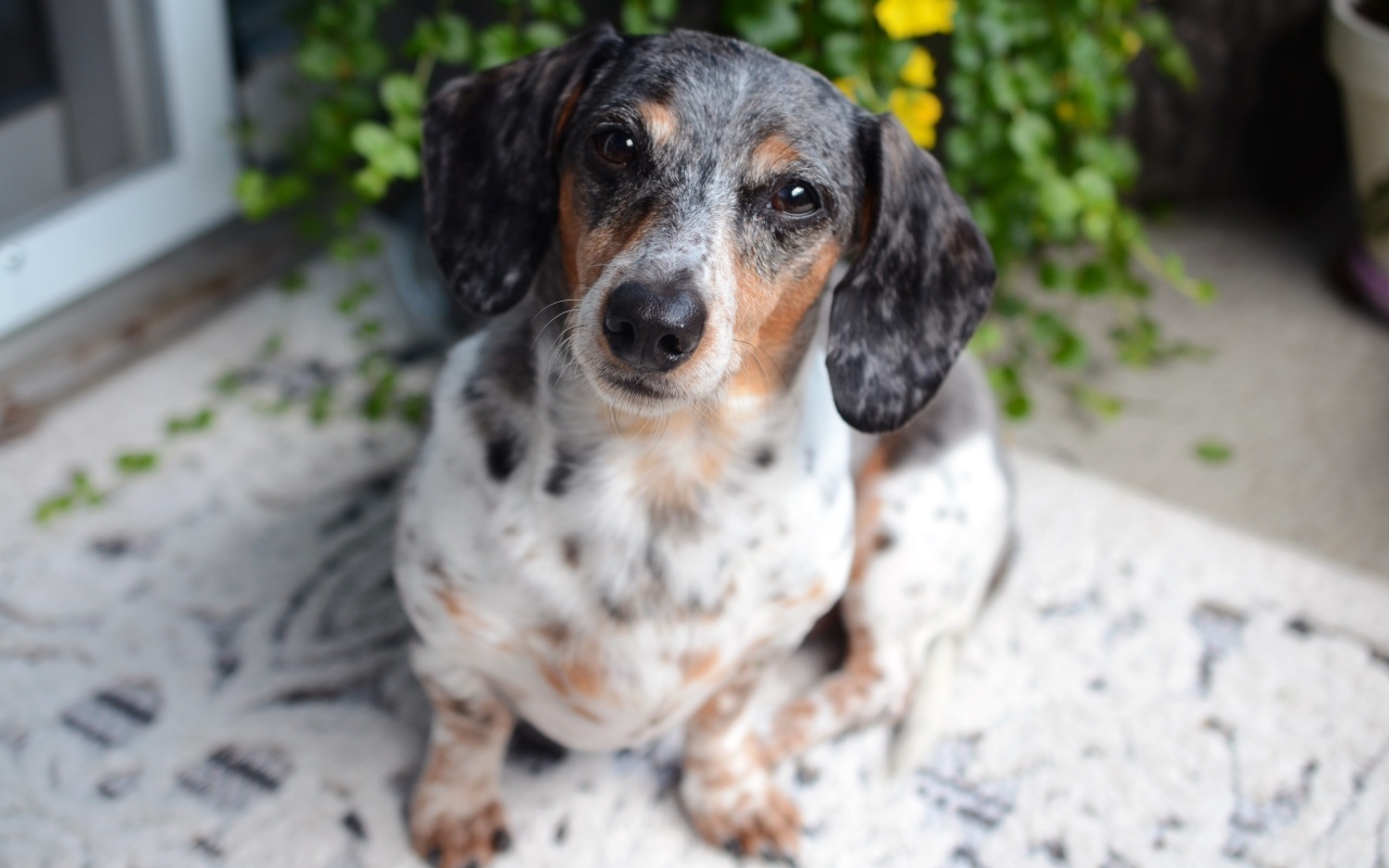 Грустная пятнистая такса 