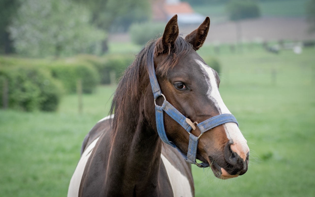 Коричневая с белыми пятнами лошадь крупным планом