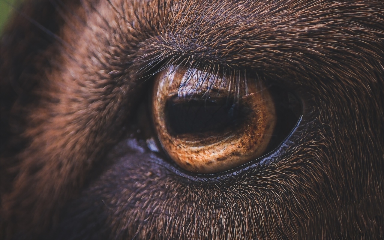 Коричневый глаз лошади крупным планом