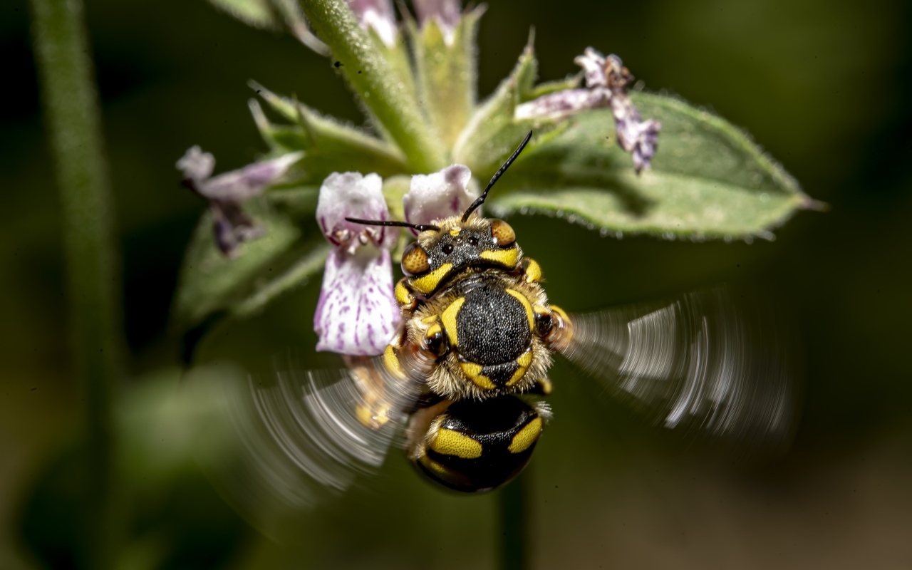 Пчела собирает пыльцу с розового цветка