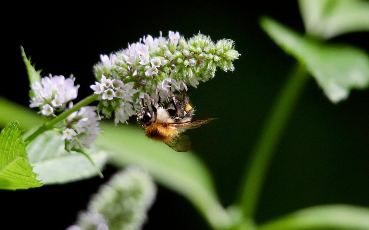 Шмель сидит на цветке мяты