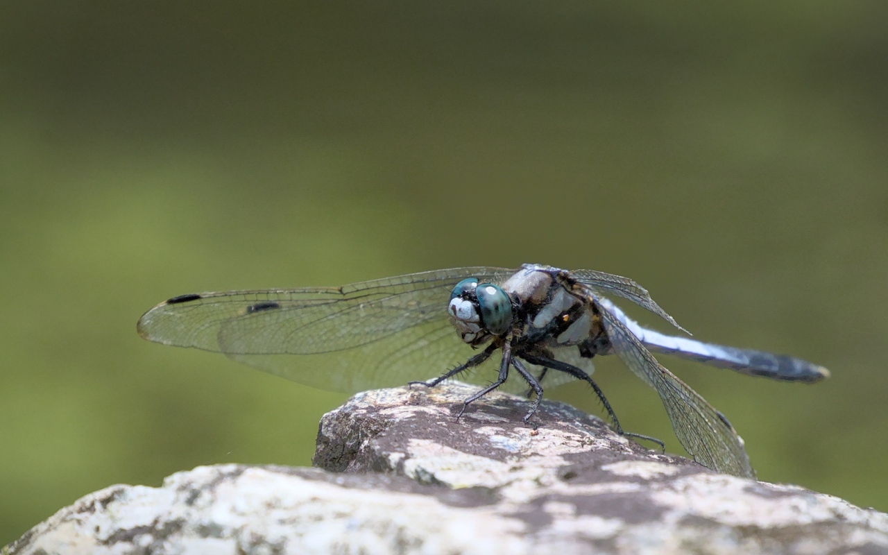 Стрекоза с голубыми крыльями сидит на камне