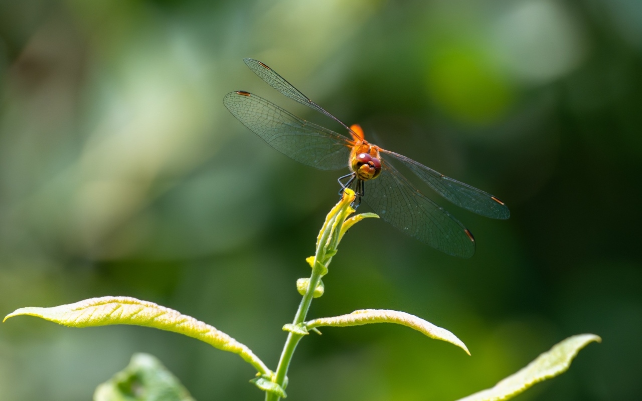 Стрекоза с прозрачными крыльями сидит на зеленом растении