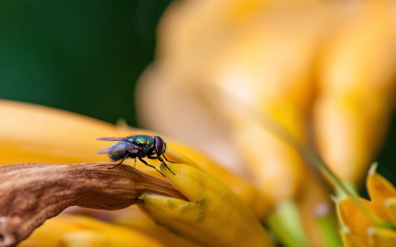 Маленькая зеленая муха сидит на желтом цветке