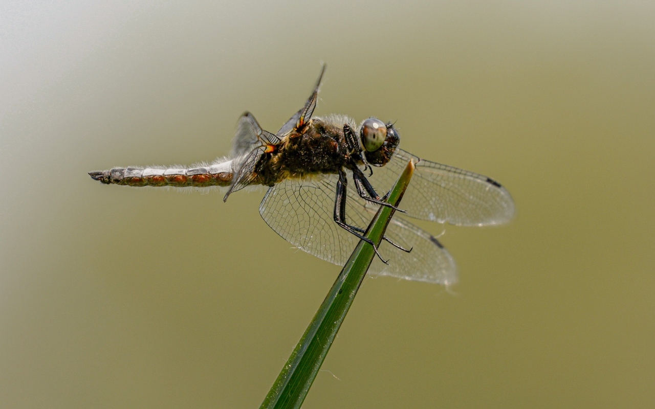 Красивая большая стрекоза сидит на зеленой траве