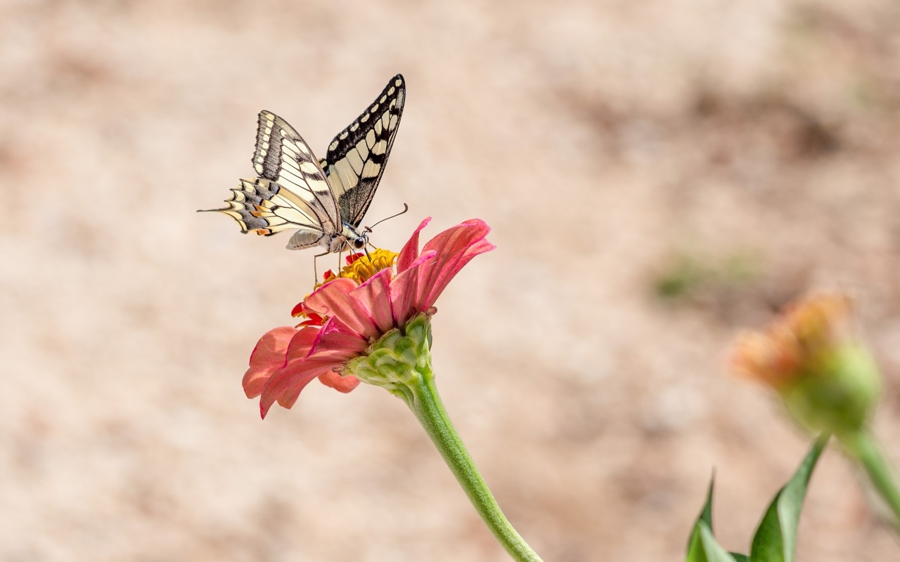 Красивая бабочка махаон сидит на цветке циннии