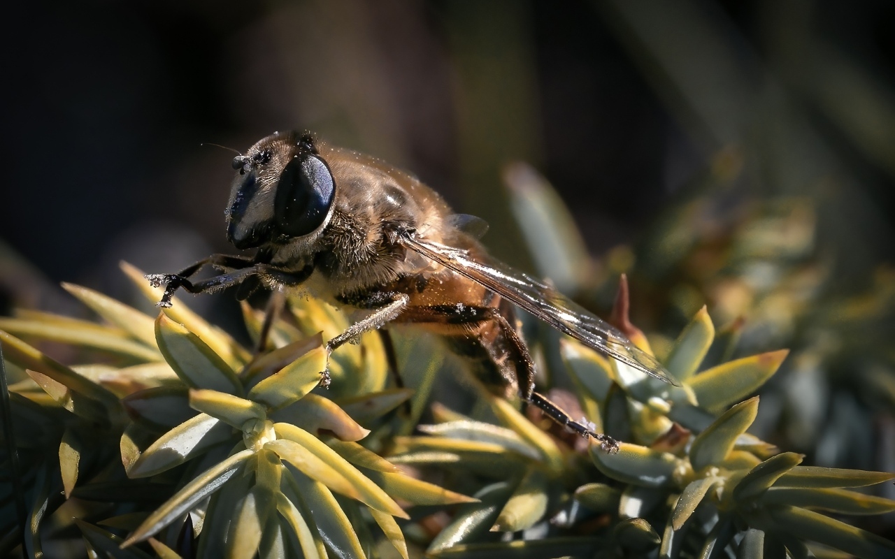 Пчела сидит на зеленом растении