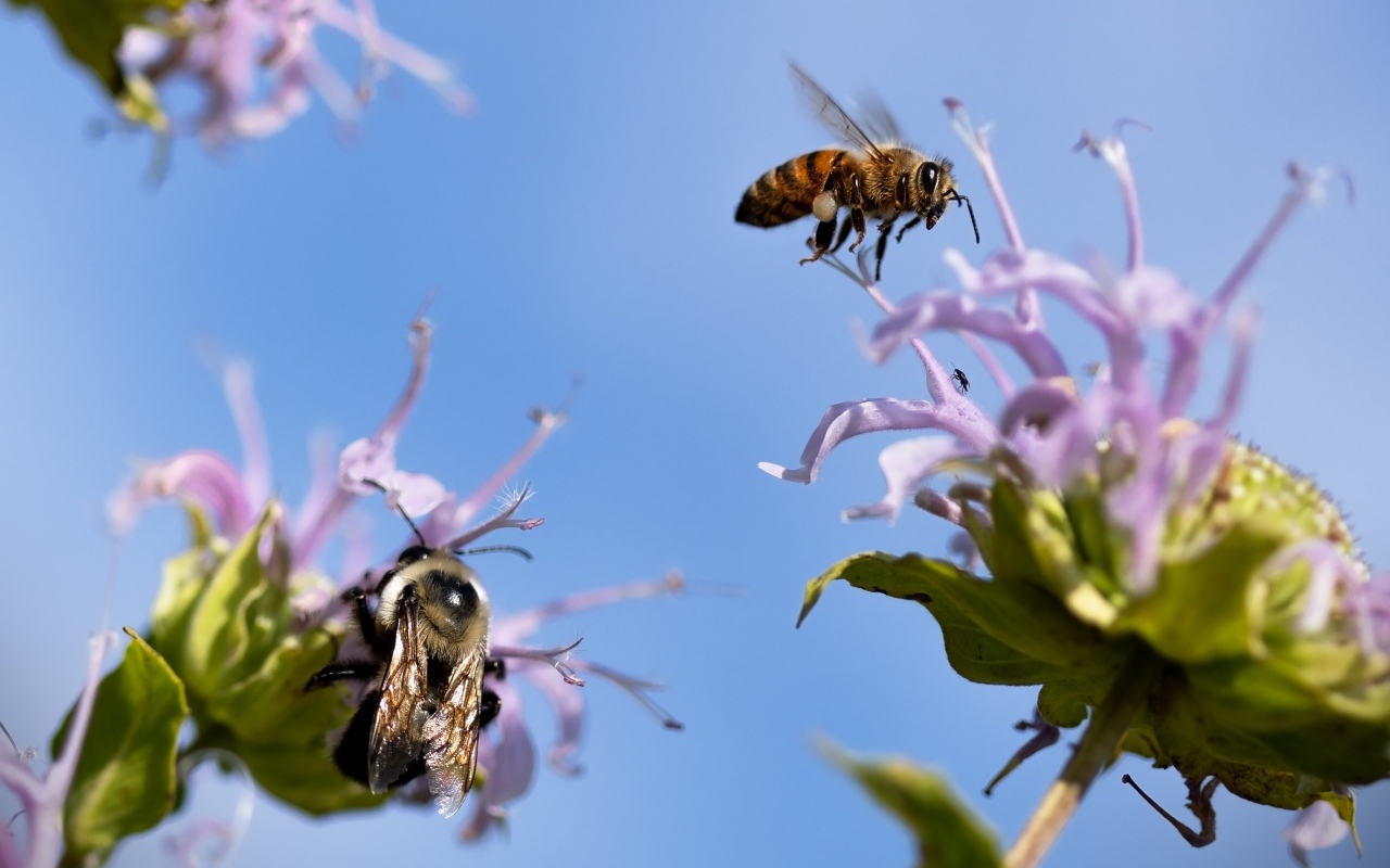 Пчелы кружат над синими цветами
