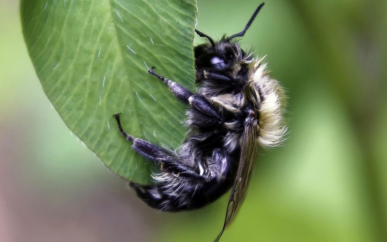 Большая пчела сидит на зеленом листке 
