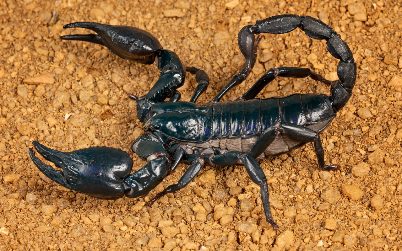 Большой черный скорпион на земле
