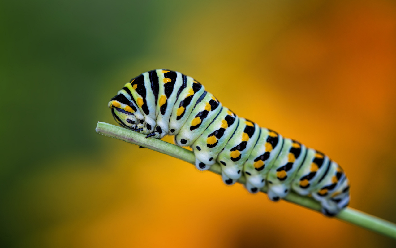 Большая зеленая гусеница на зеленой траве