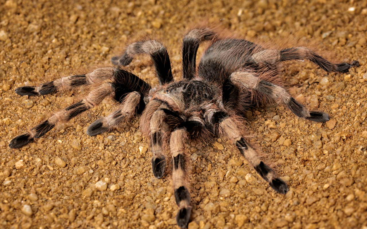 Большой тарантул на земле крупным планом