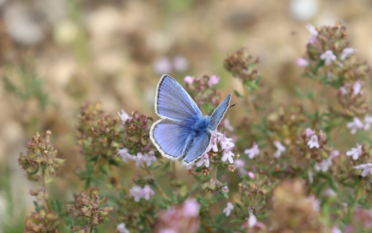 Голубая бабочка сидит на полевом цветке