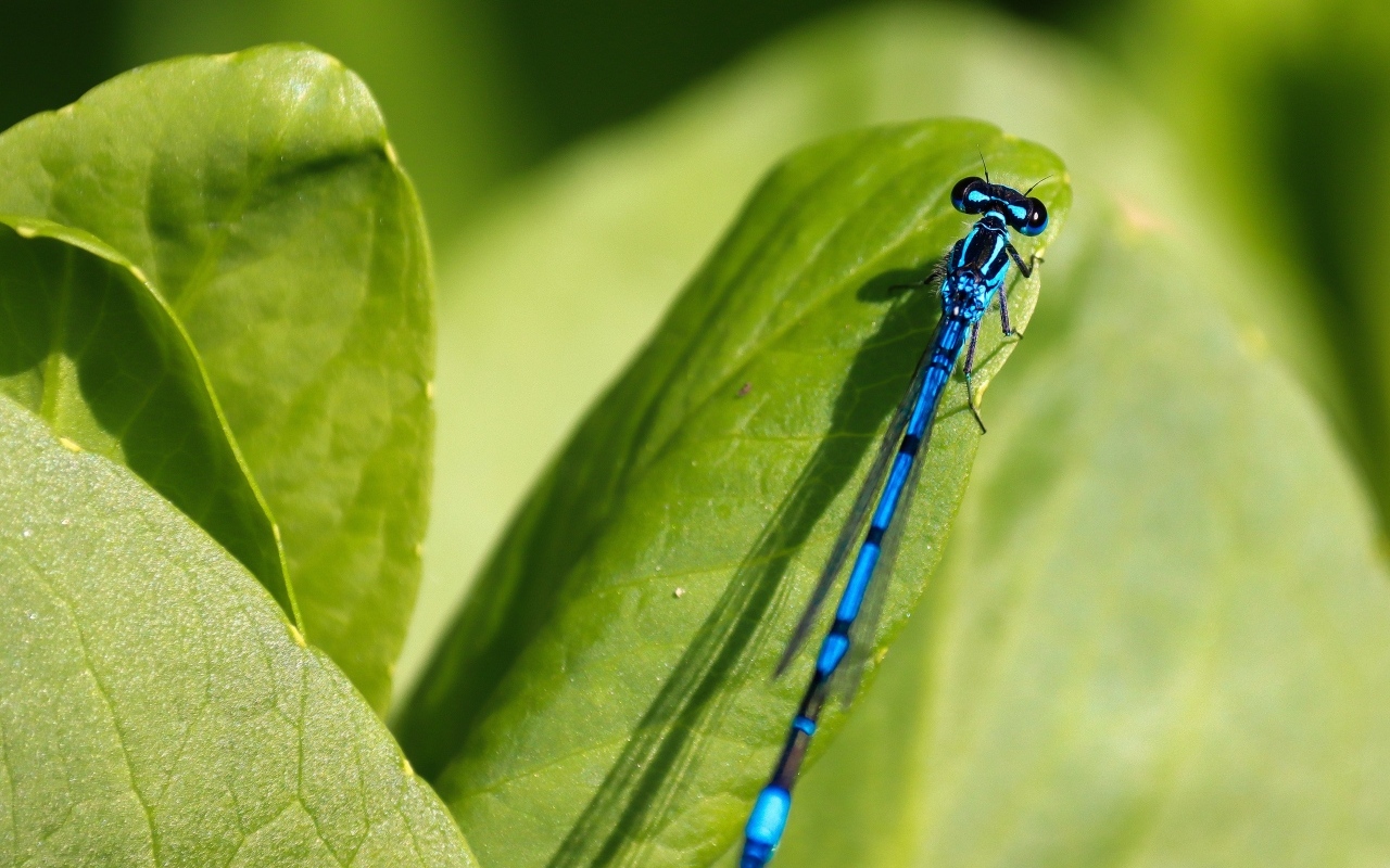 Синяя стрекоза сидит на зеленой траве