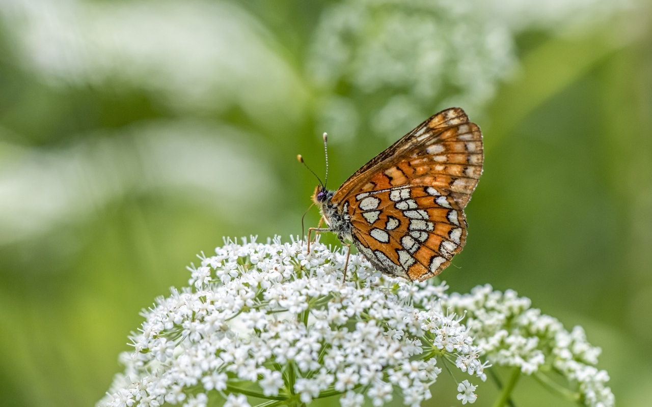 Коричневая бабочка сидит на белом цветке