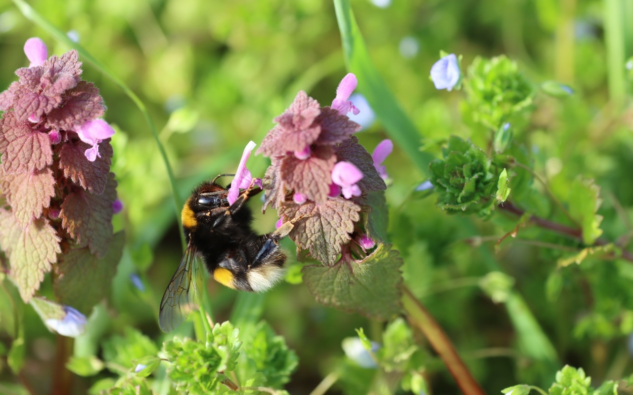 Шмель сидит на розовом цветке крапивы