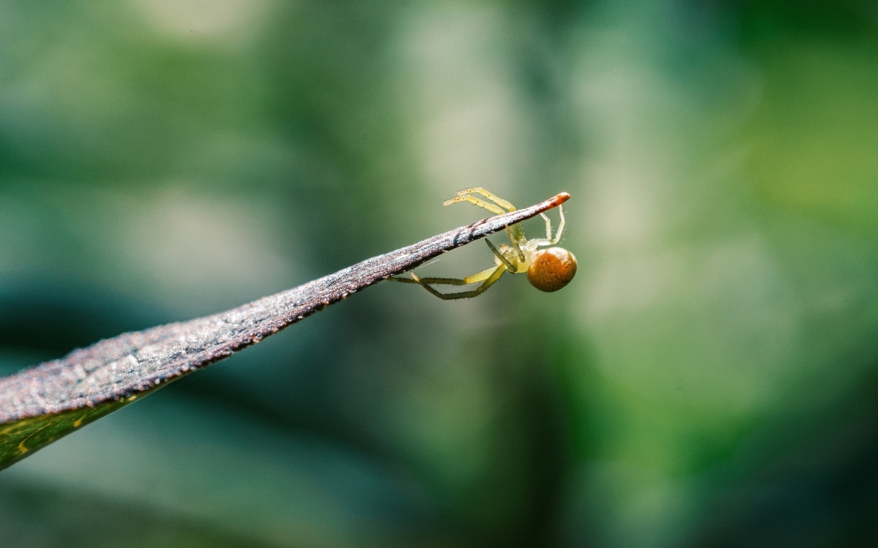 Зеленый паук висит на листе