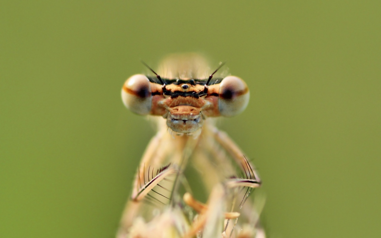 Большие глаза стрекозы крупным планом