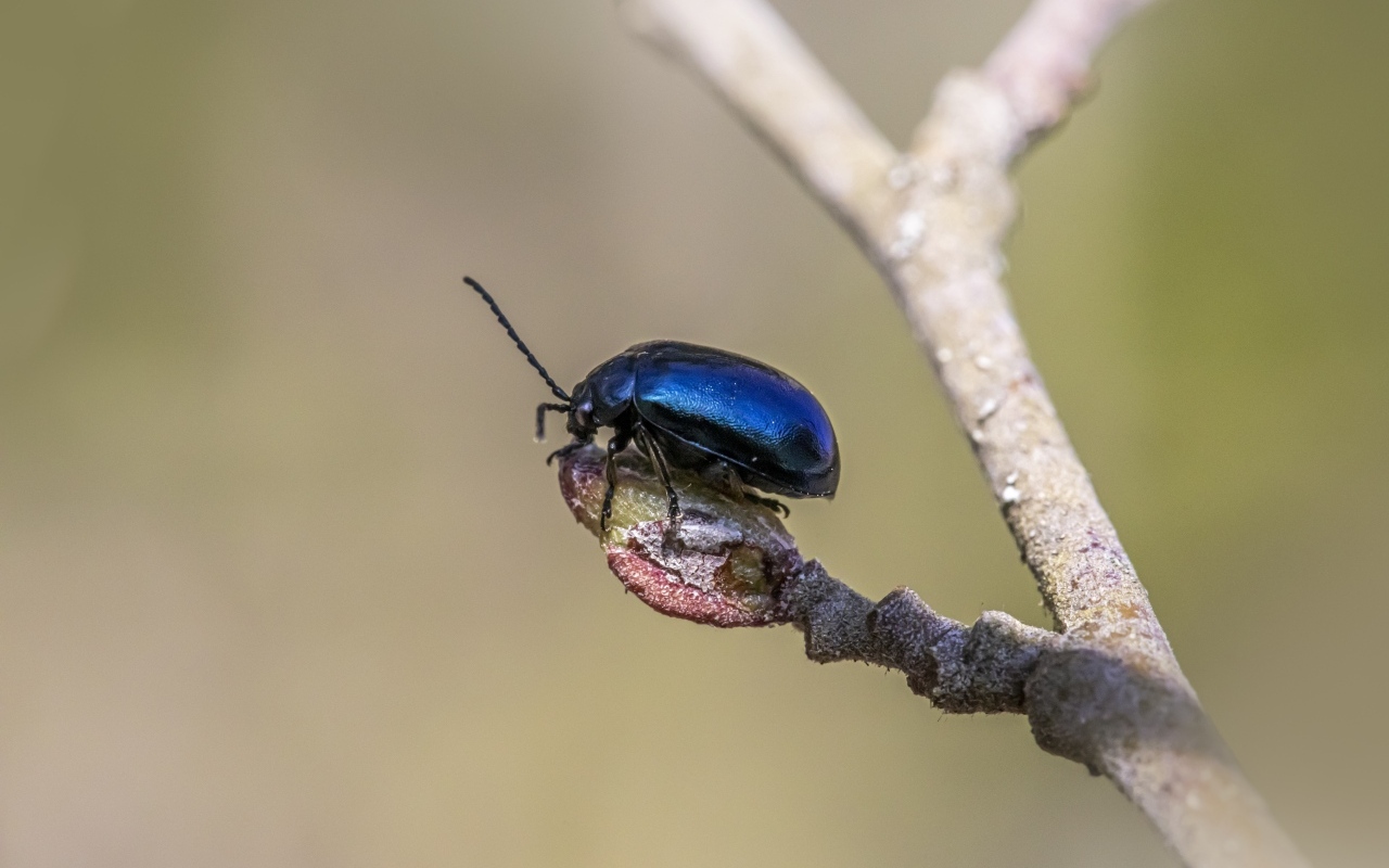 Маленький синий жук сидит на ветке дерева