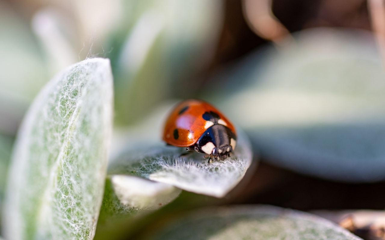 Красная божья коровка сидит на зеленом листке