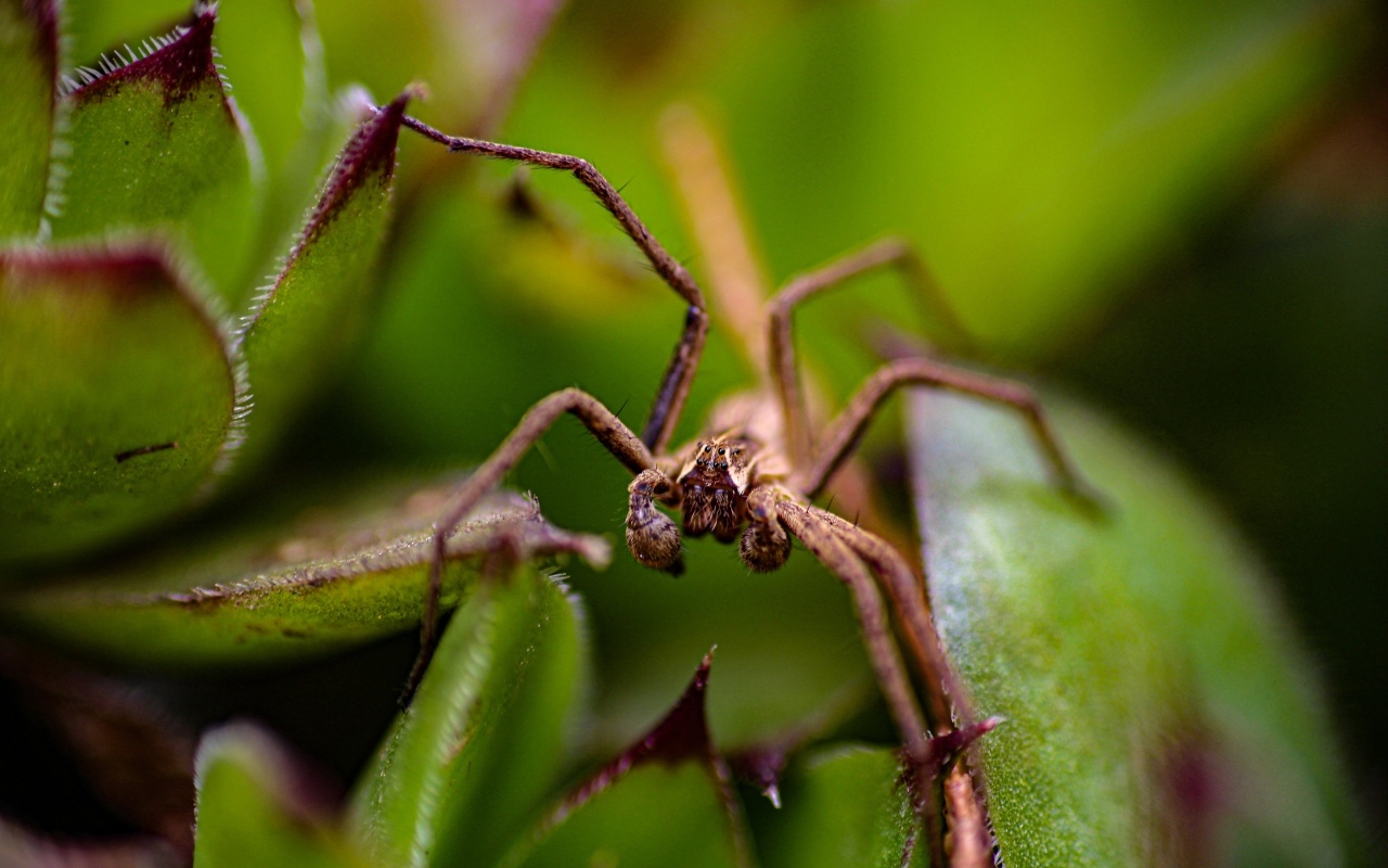 Паук прячется в зеленых листьях