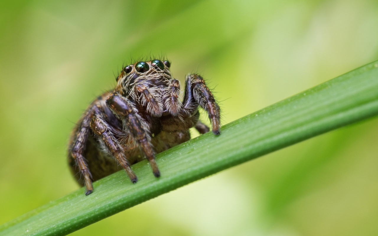 Паук с большими глазами на зеленом листке