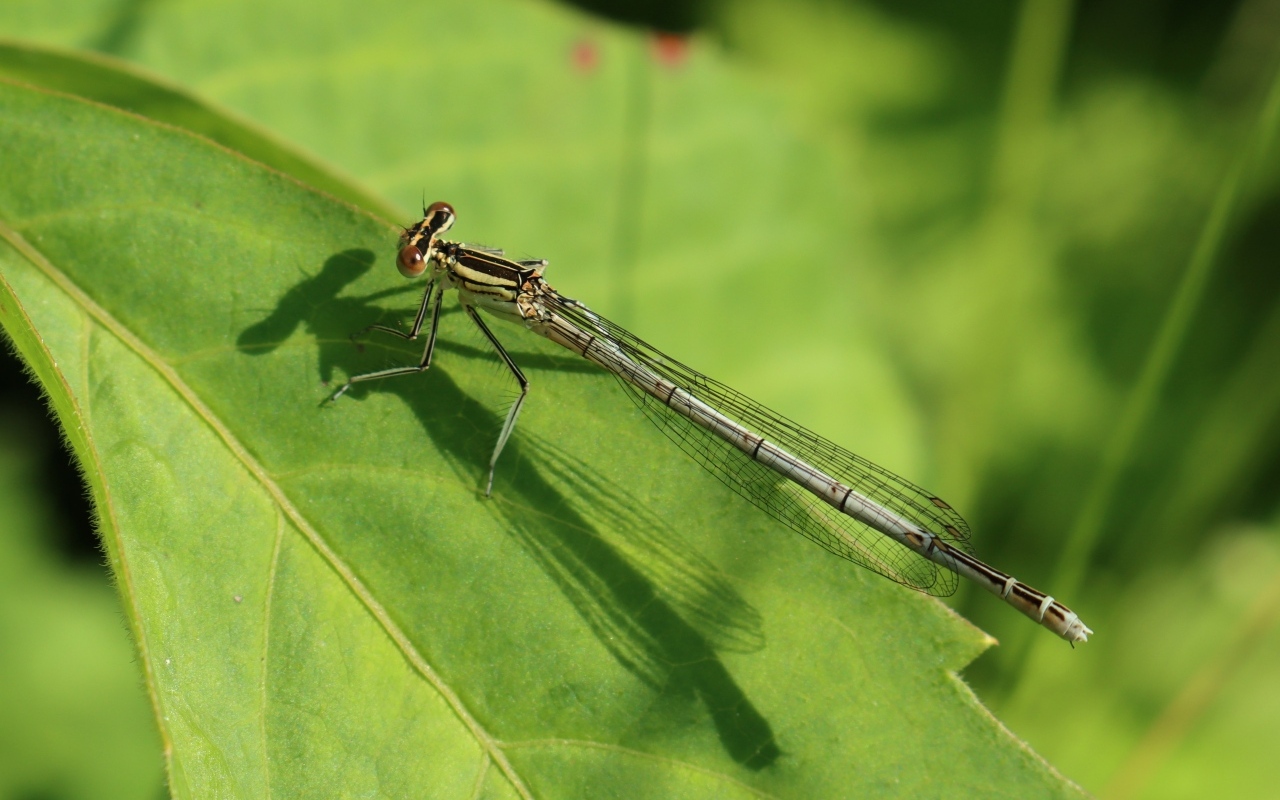 Прозрачная стрекоза на зеленом листе