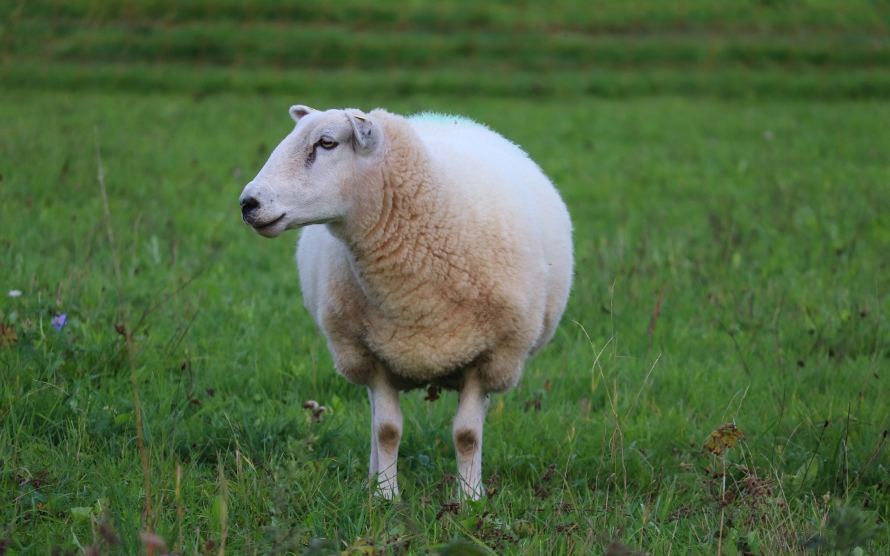 Большая белая овца на зеленой траве 