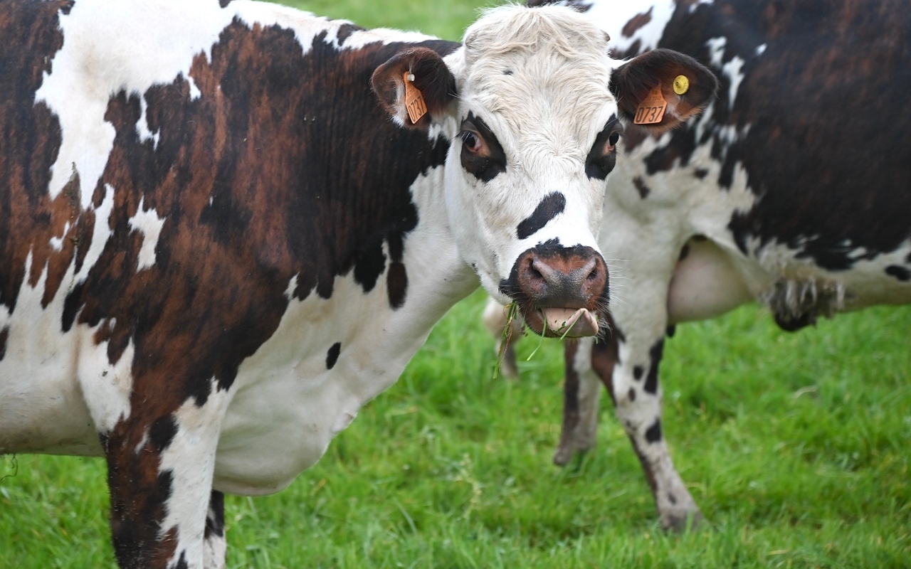Пятнистые коровы на ферме 