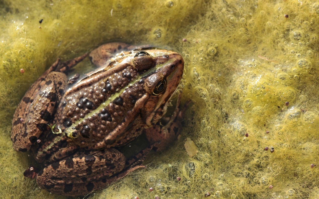 Большая жаба сидит в водорослях 