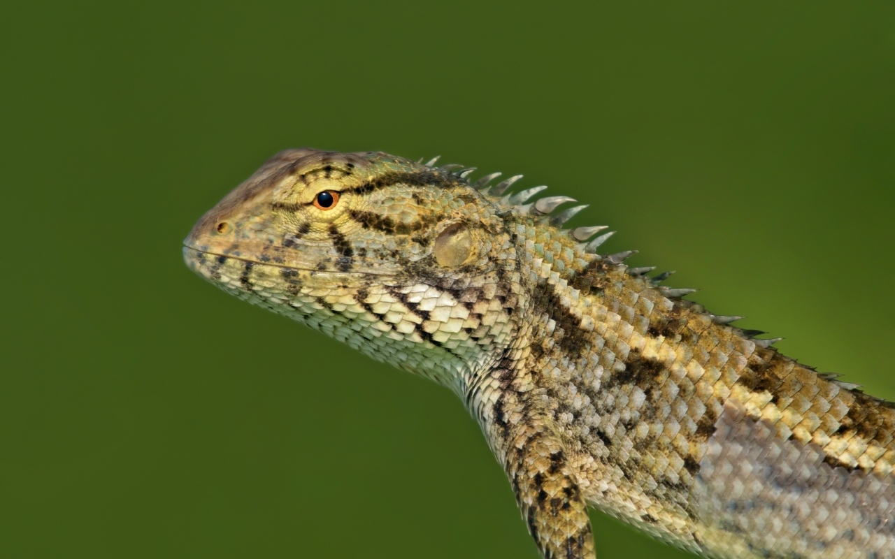 Красивая ящерица на зеленом фоне