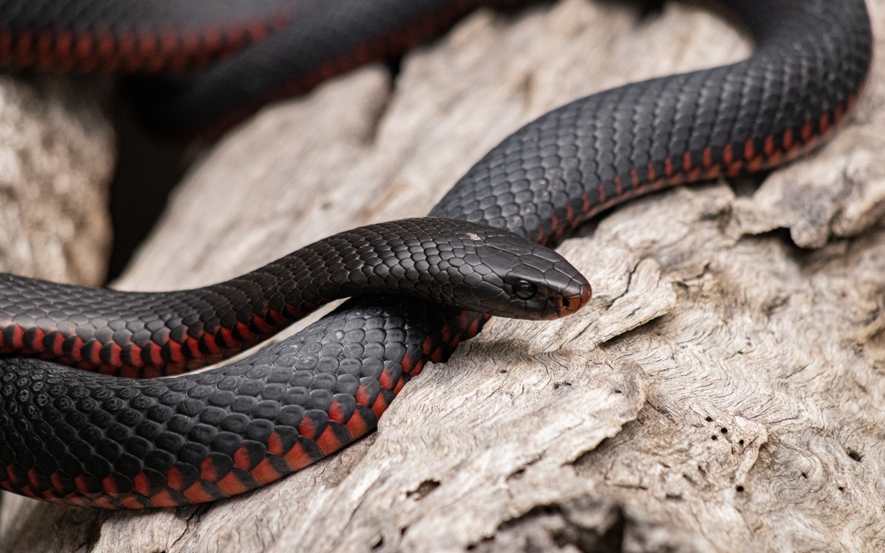 Черная змея с красным животом