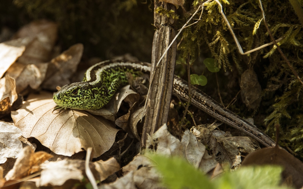 Зеленая песчаная ящерица в листве 