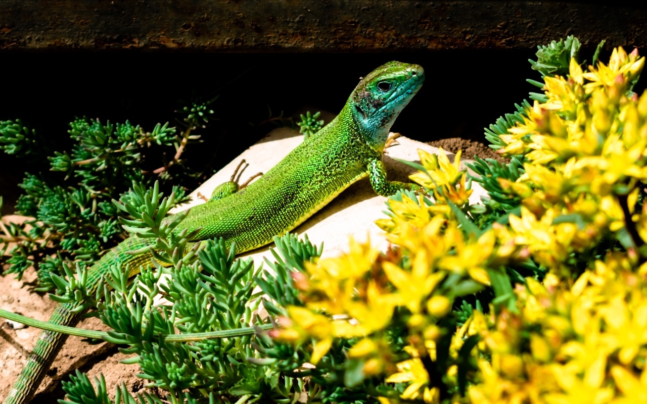 Большая зеленая ящерица в желтых цветах
