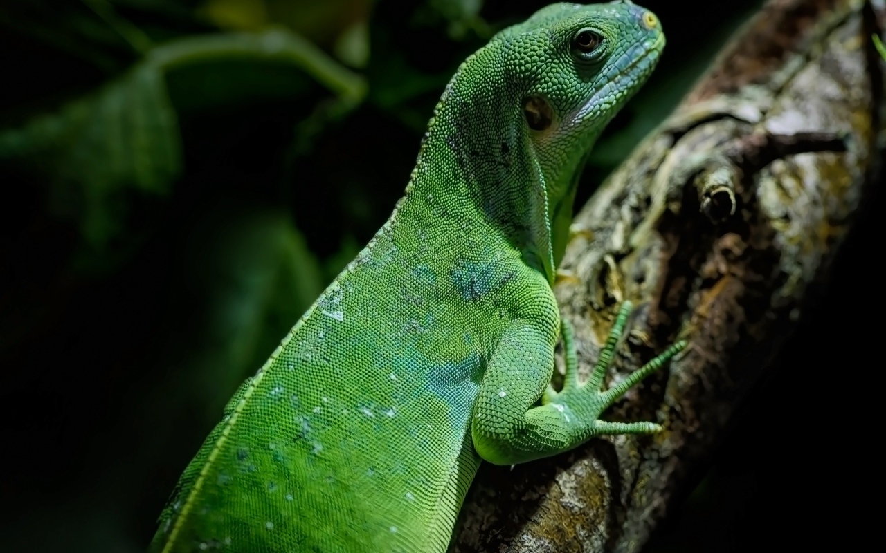 Большая зеленая ящерица с острыми когтями