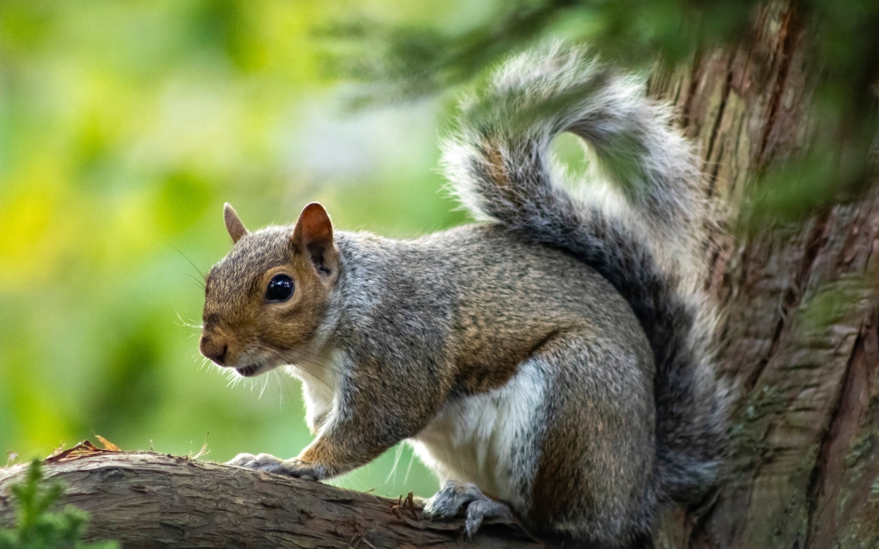 Белка с большими глазами сидит на ветке